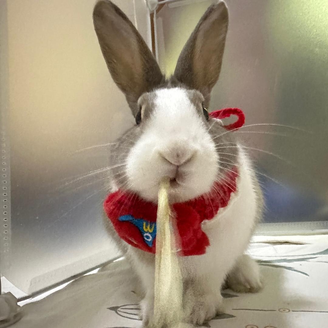 墩墩是个肥兔兔🐰