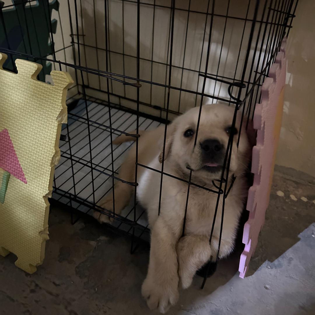 世界上不能没有小狗🐶