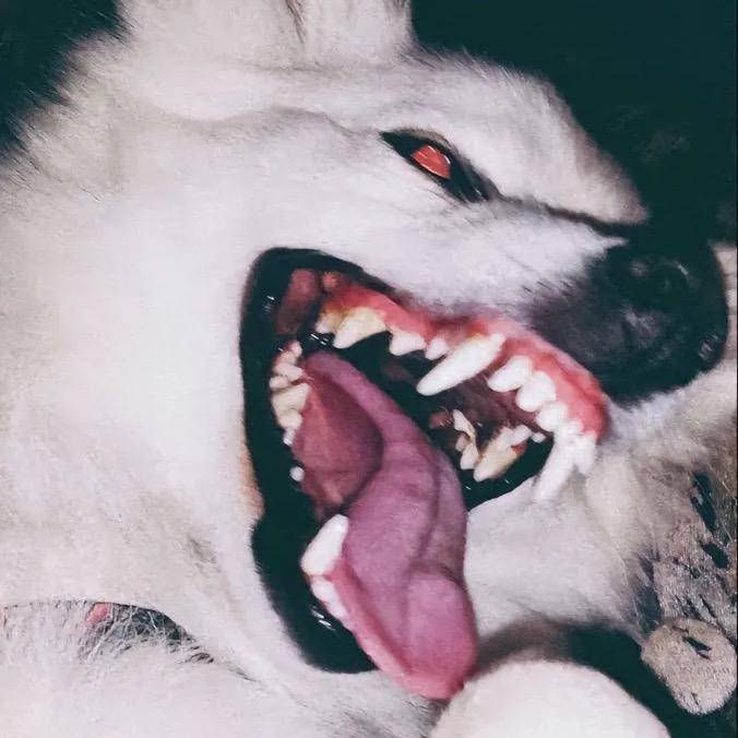 毛人9527