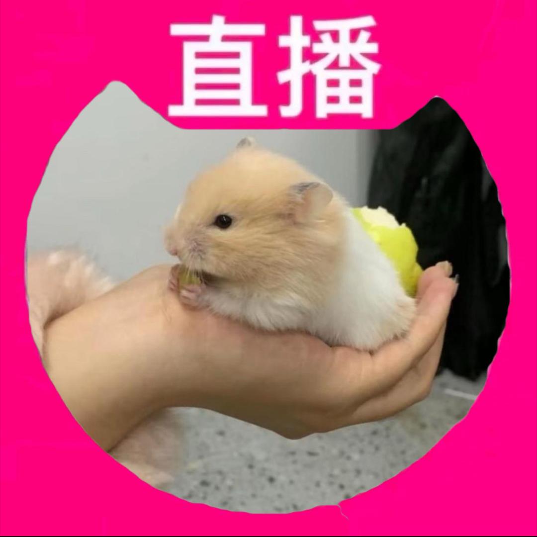 哥爬把帕把了帕爬爬