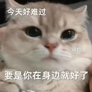 爱妈妈的猫七阿