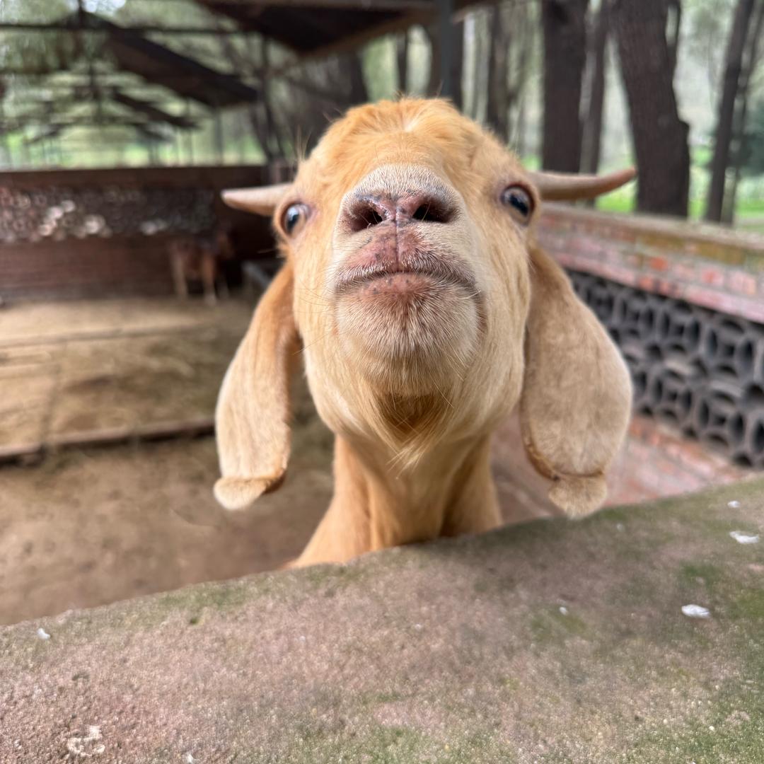 ¹只团子•͈ ₃ •͈