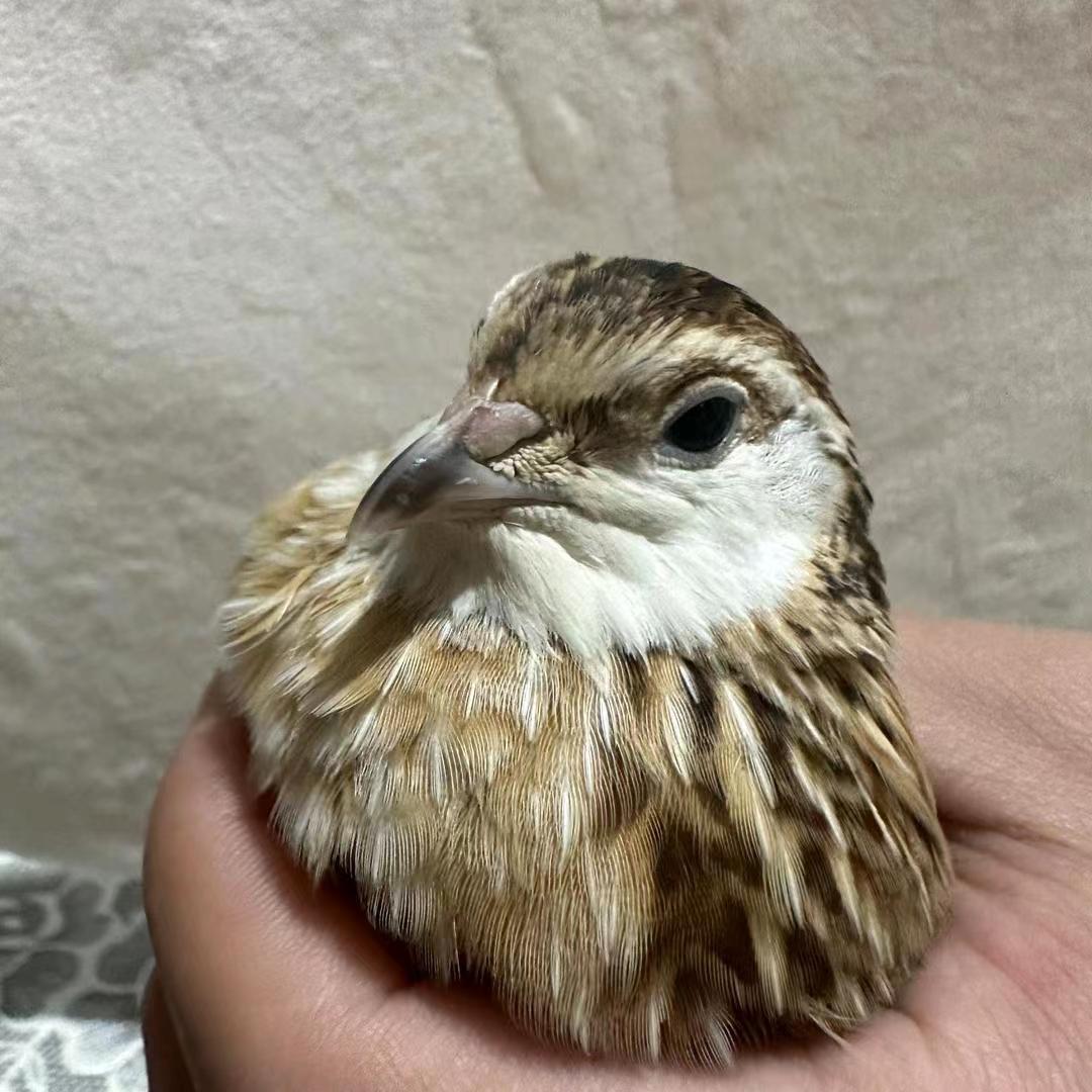 小洪鹌鹑