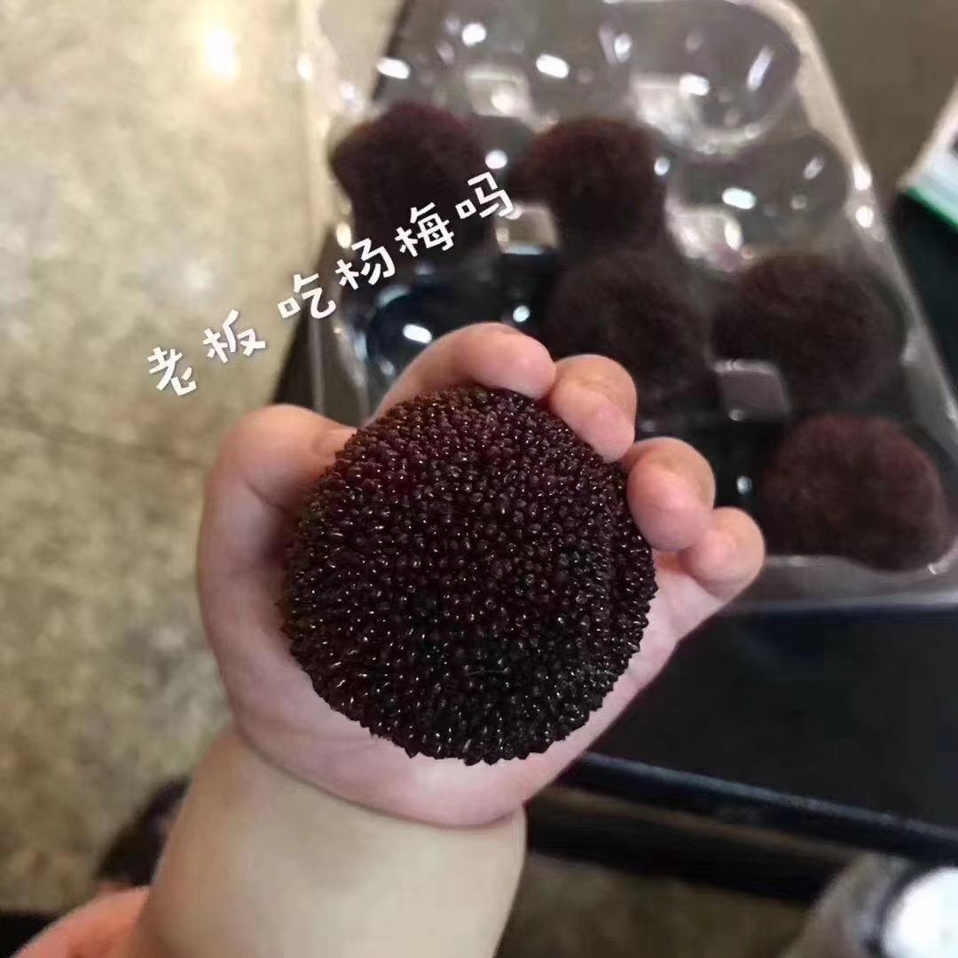 仙居杨梅(老张)