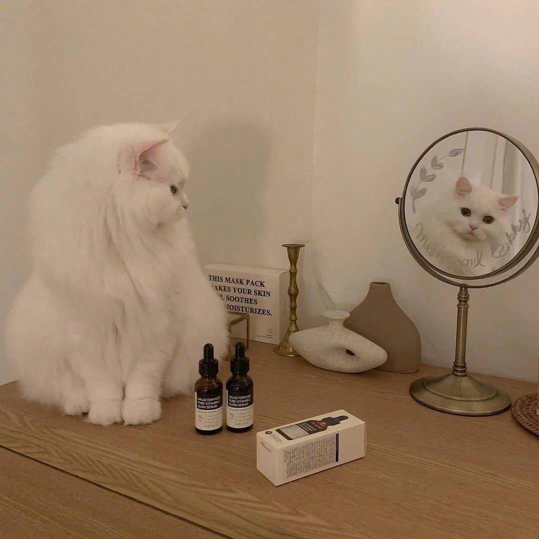 舒客的西红柿