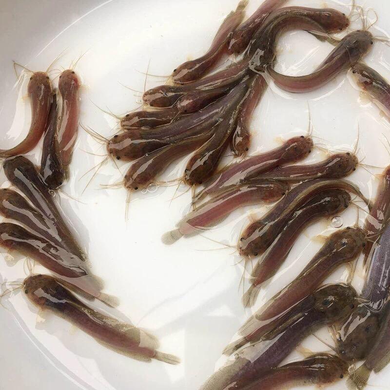 阿魚！鱼苗养殖场。