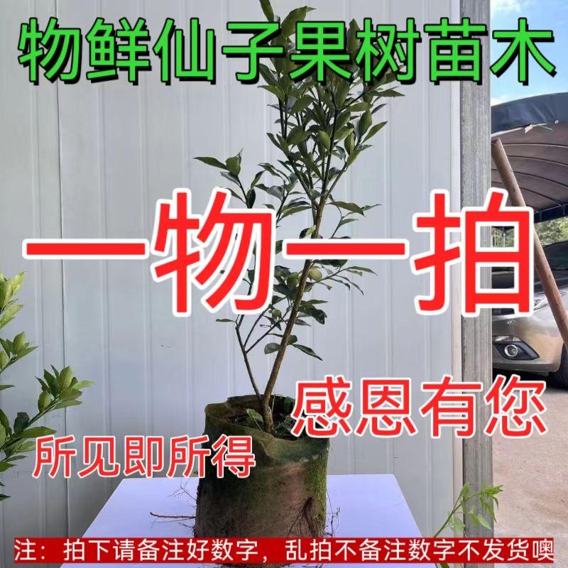 物鲜仙子安兰富贵果树苗木专卖店
