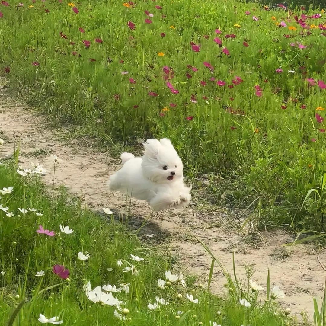 柳妹