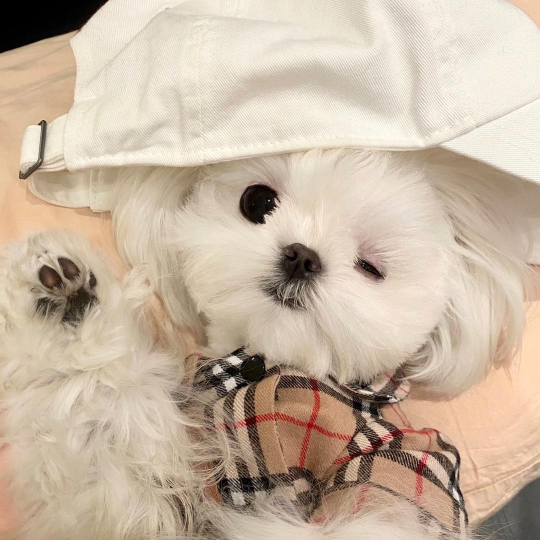 TT ૮・ᴥ - ა
