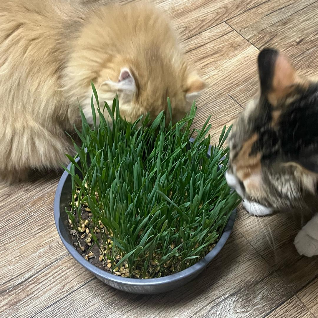 三只胖猫
