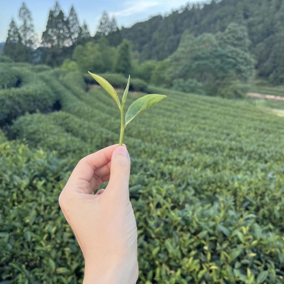 长眉单丛茶叶