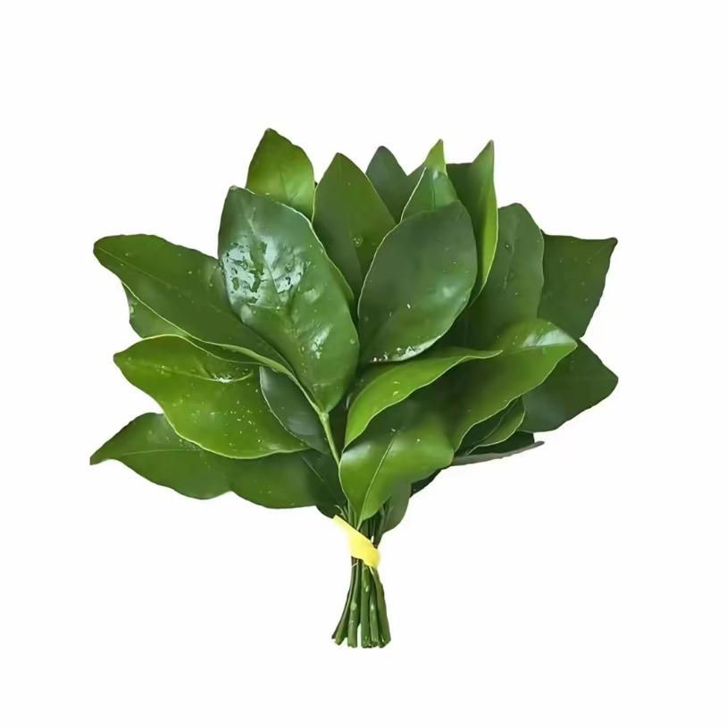 一只纯纯酱