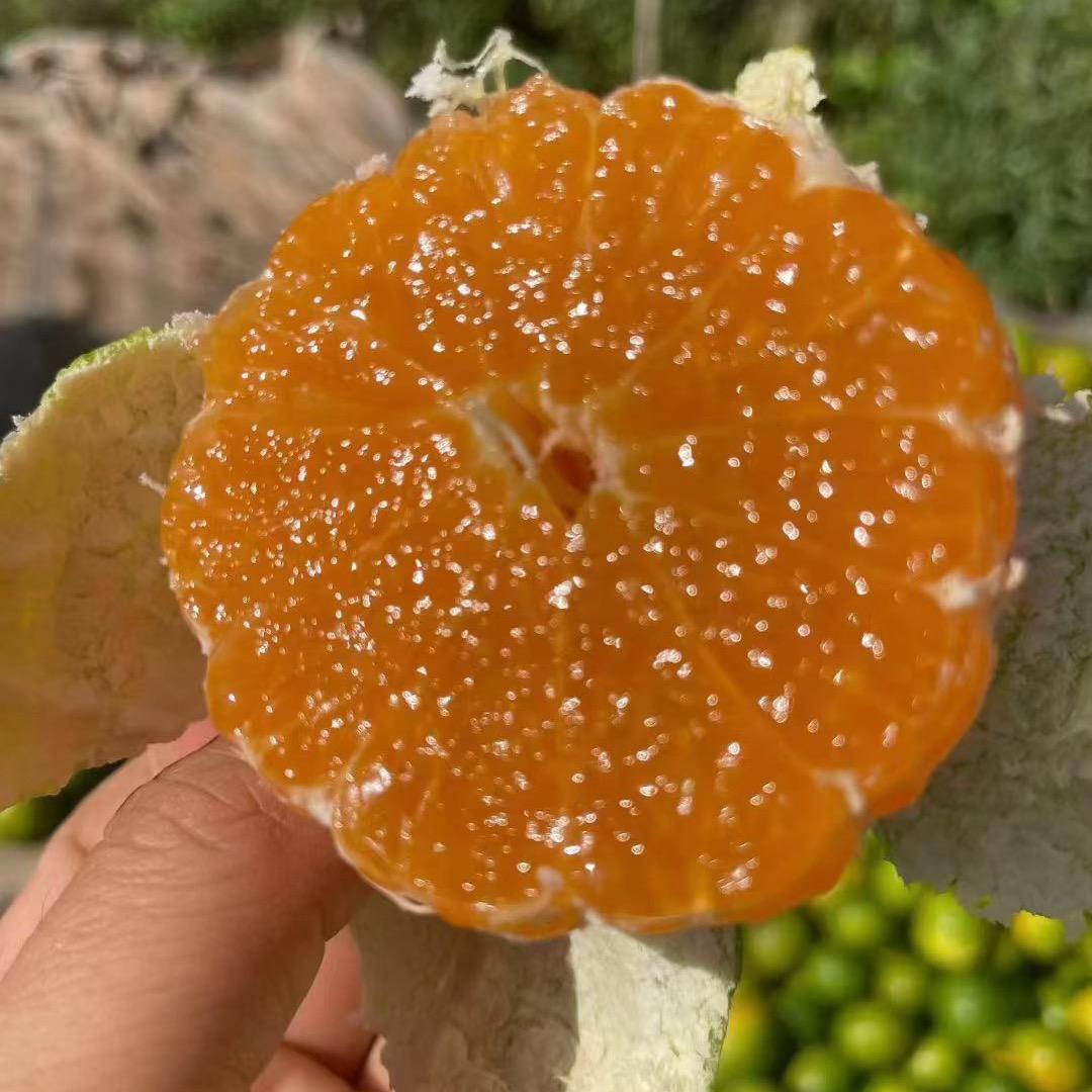 赣南脐橙次日到