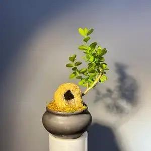文桉花卉
