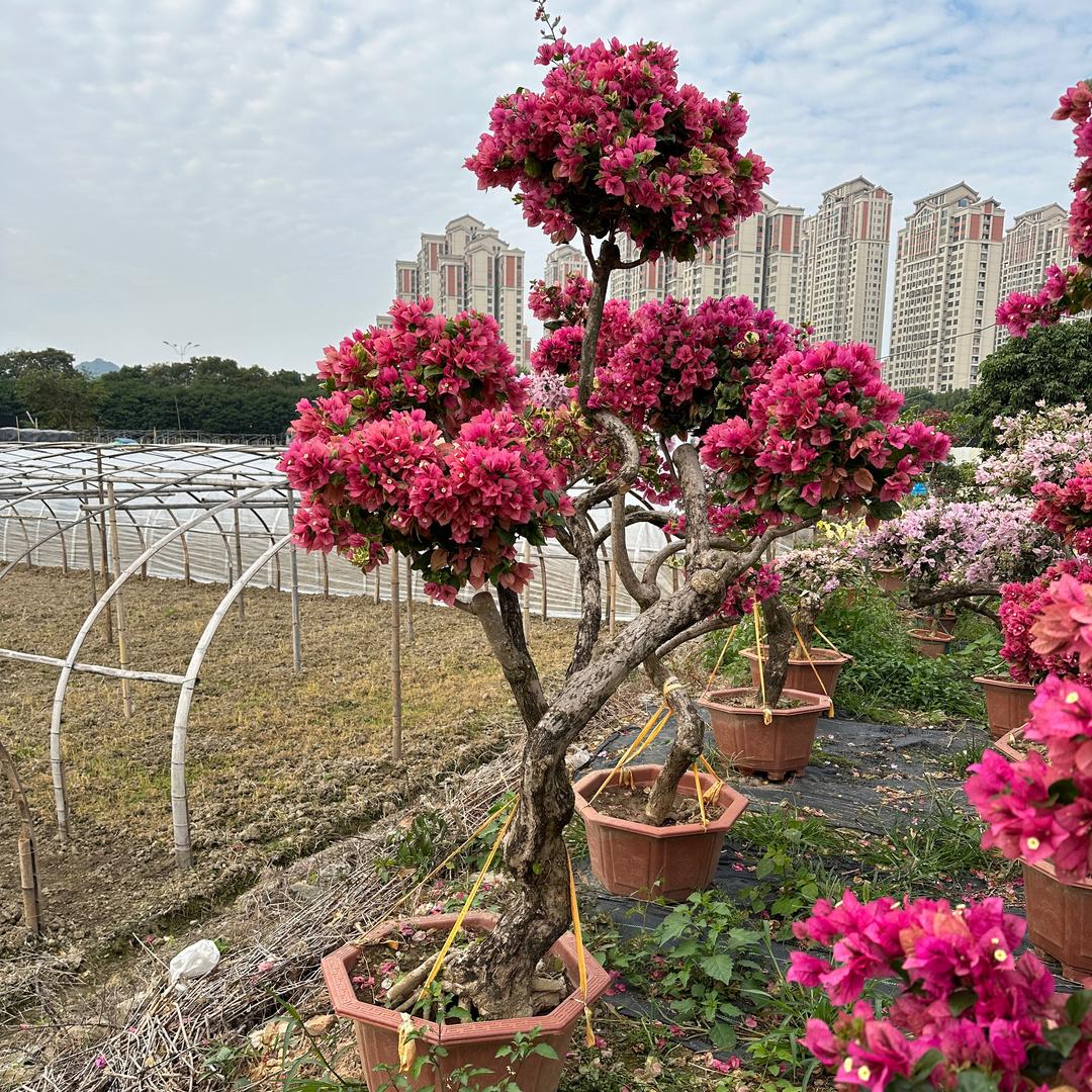 三角梅庭院盆景基地