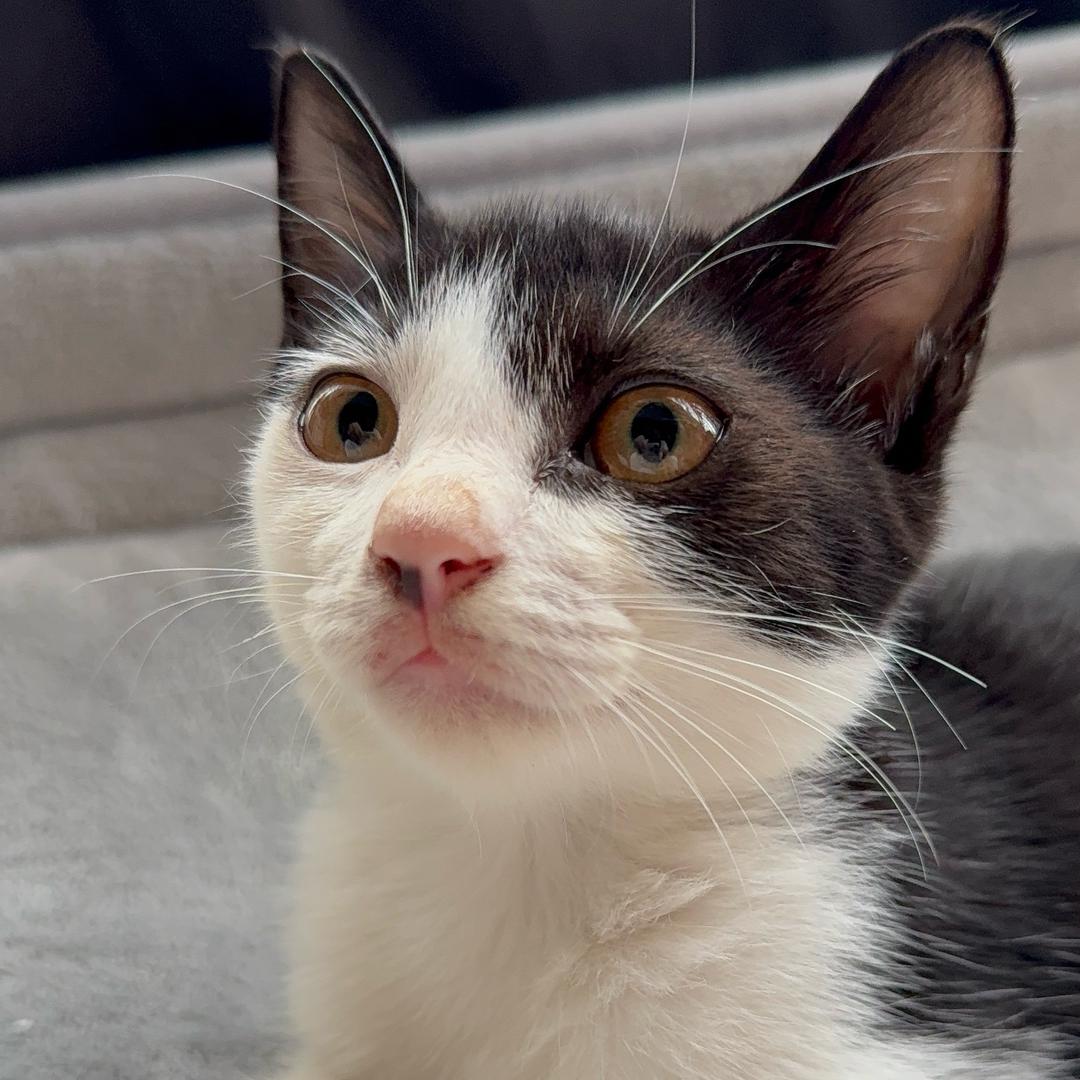 哆哆是只喵🐱