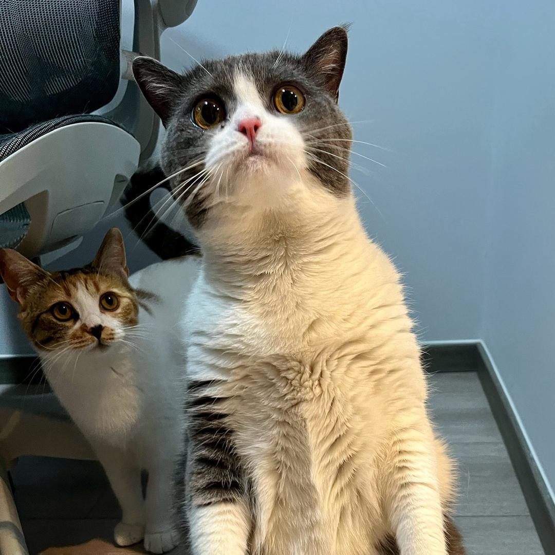 哆啦是只猫哦
