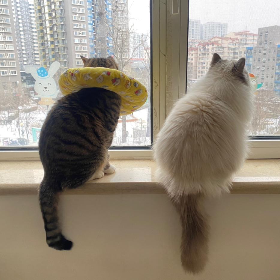 小月亮爱吃罐头