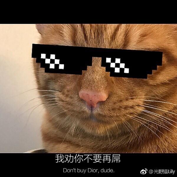 光野猫Lily