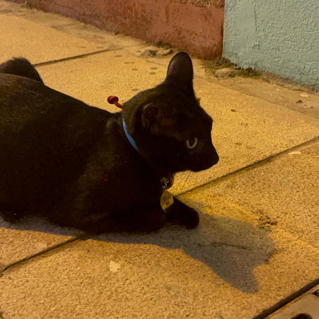 鑫鑫Xin（高定羽绒服）2.0