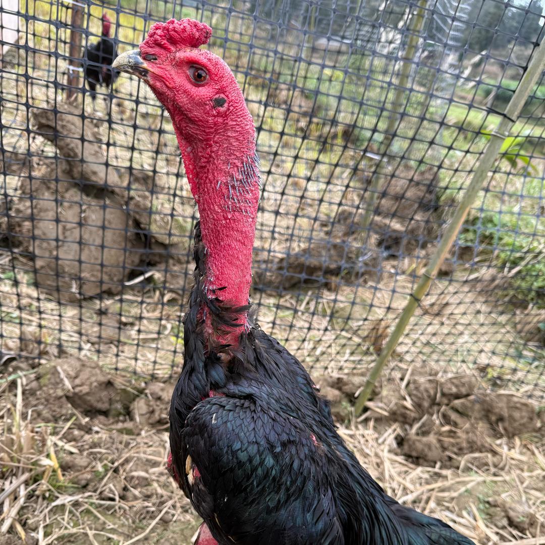 兰德烤铁签烤肉