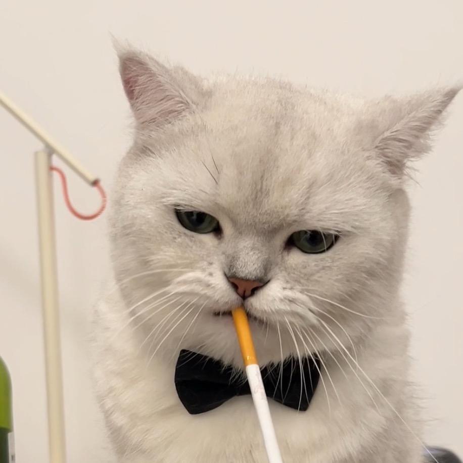皮蛋K🍟