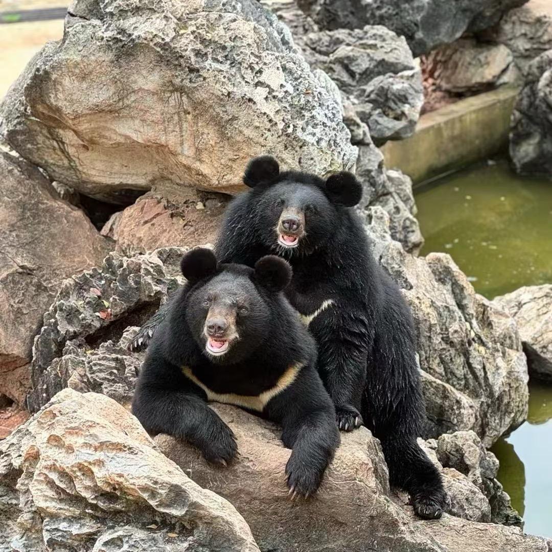 嘉庆和他的🐻bro