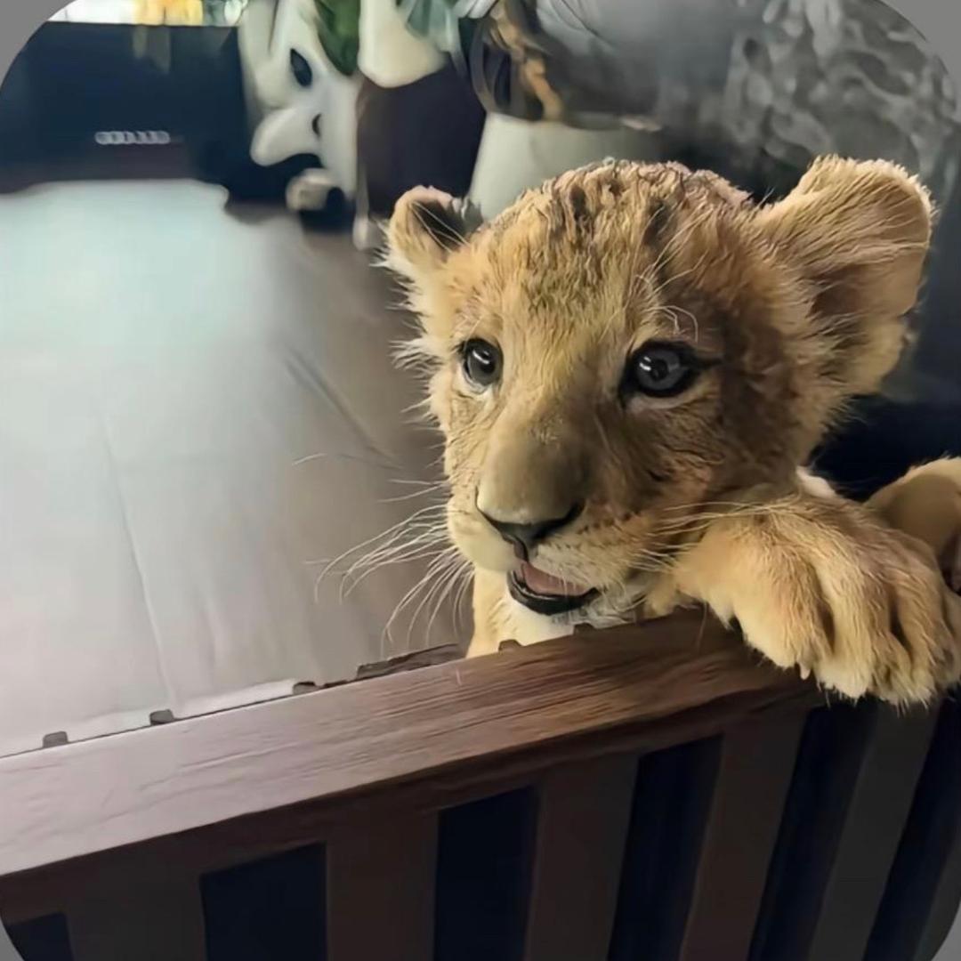 秋梦