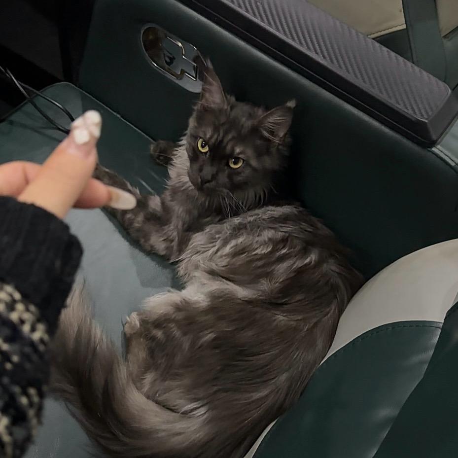 🐈‍⬛不爱喝水的cc吖
