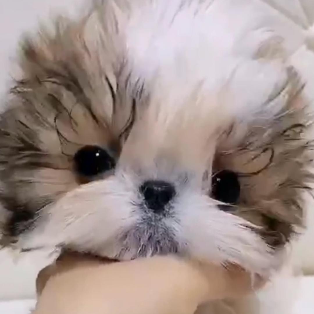 依然站宠