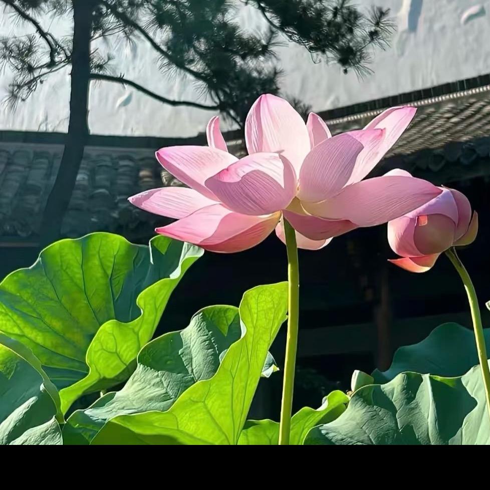 慧心慧语