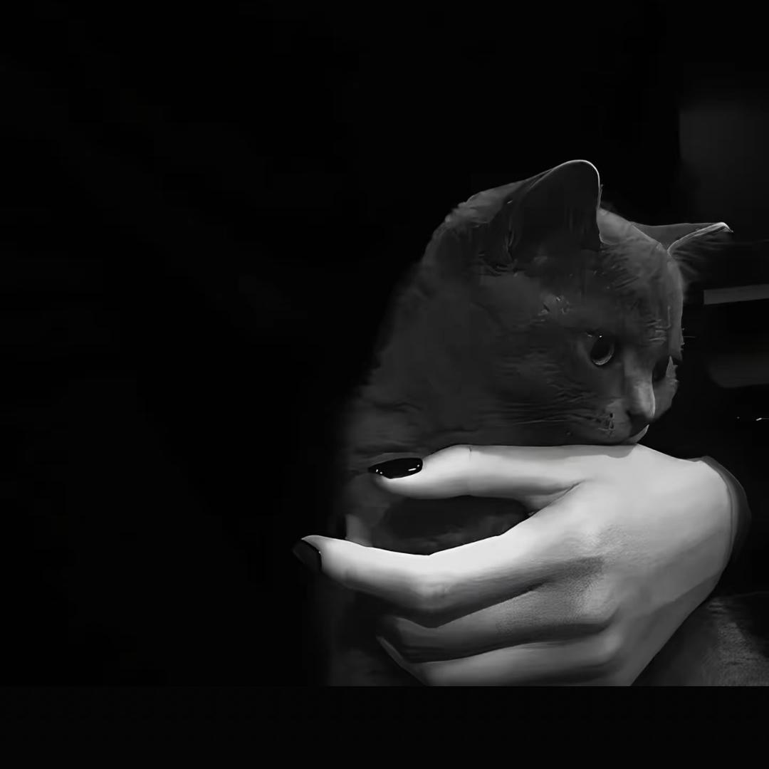 🐈‍⬛