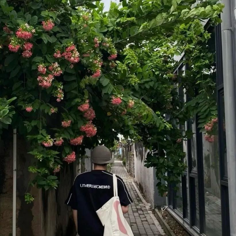 🍃