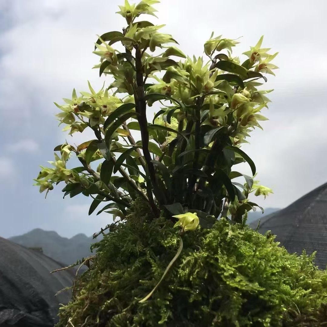 一斛仙铁皮石斛经营部