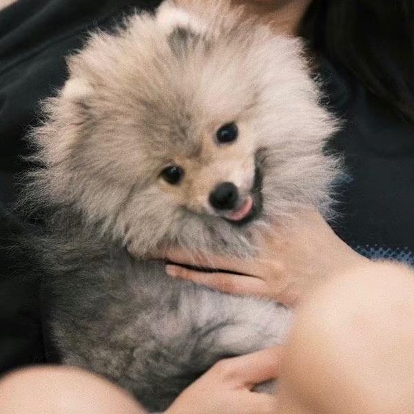 感情充沛又冷漠的花椒🌻