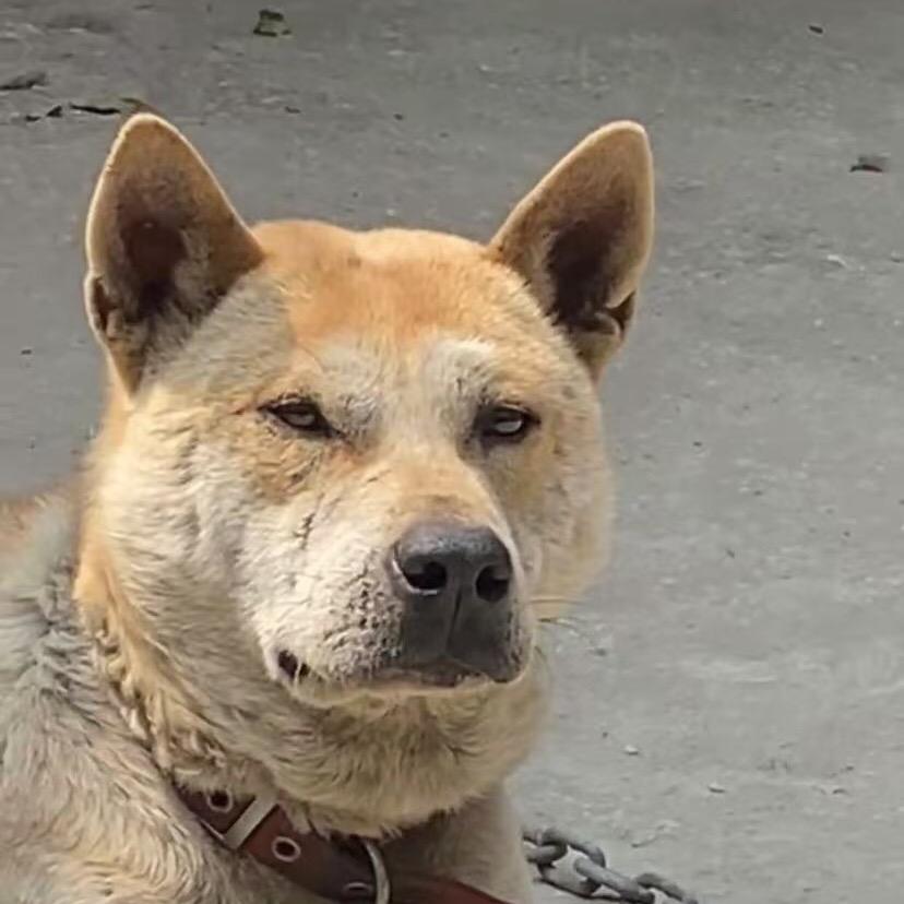 俊哥一土猎玩家