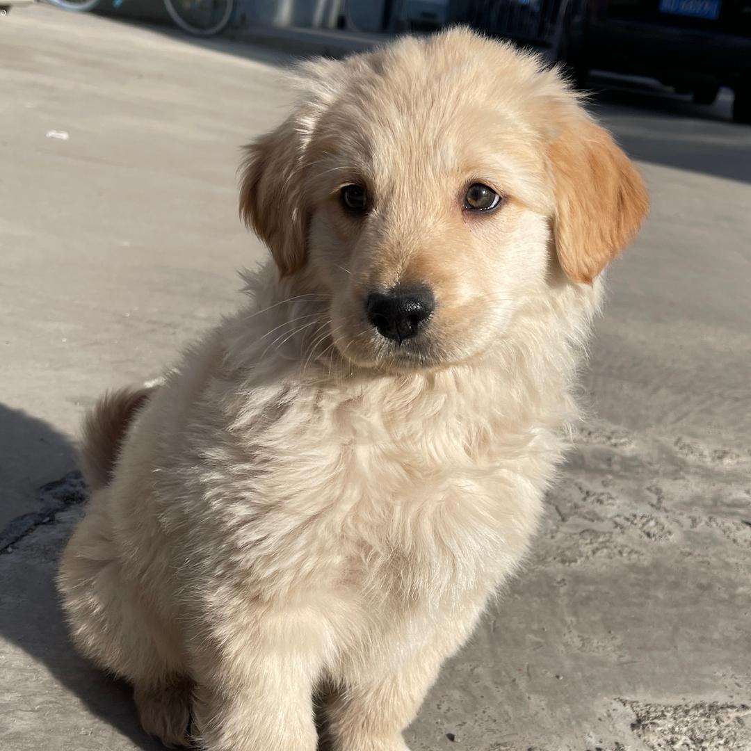 靠谱小狗🐶