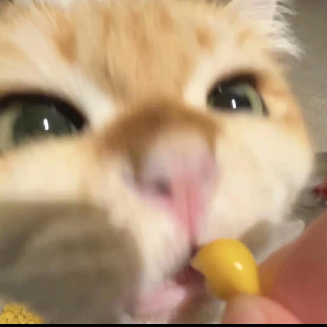 little玉米