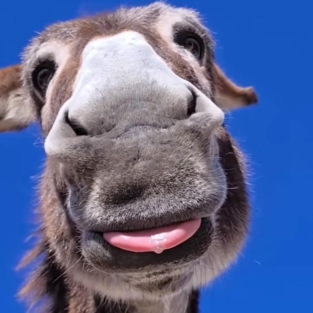 脾气暴躁嘴儿不甜长得磕碜还没钱，