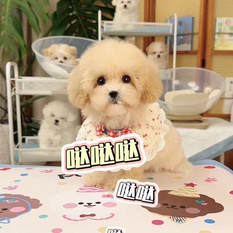 Baby Puppy-韩系萌宠