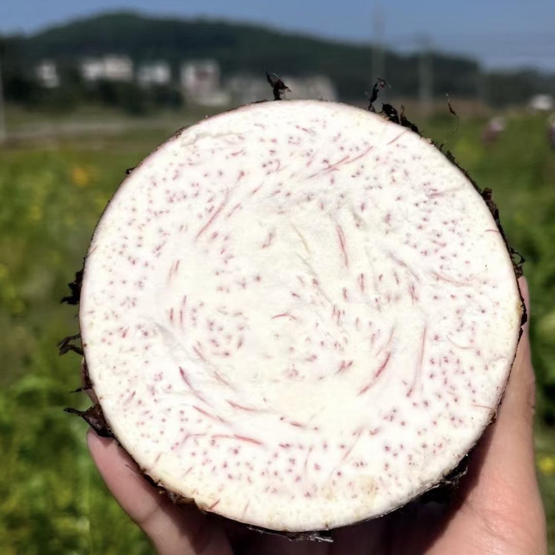 香园生鲜优选荔浦芋