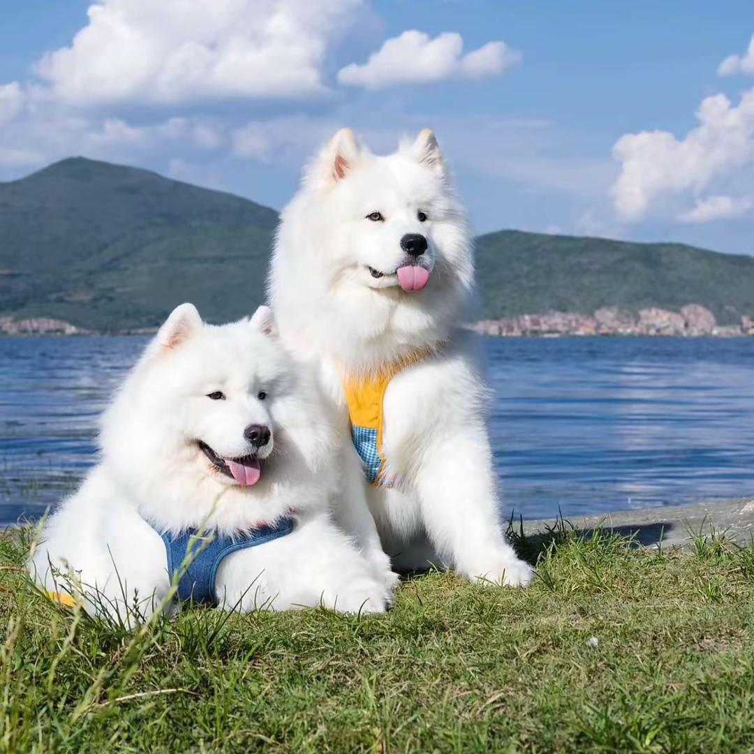 萨摩耶犬舍👉（滕州）