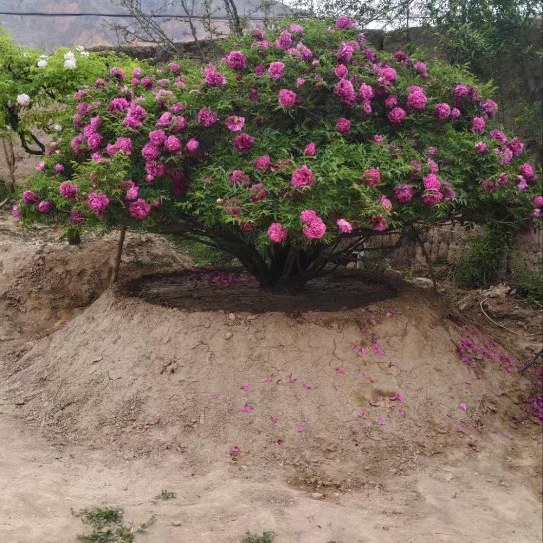 广河县马浩园林苗木院（个体工商户）