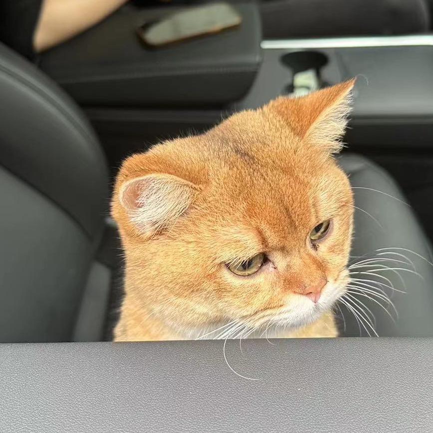 猫小美