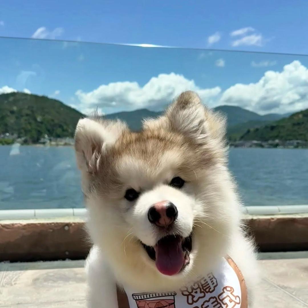 不吃羊肉烩面…