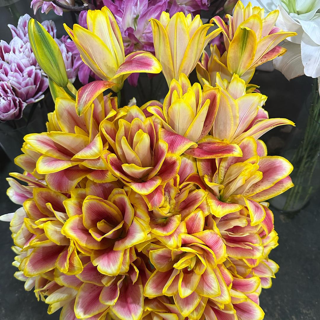 云彪花卉