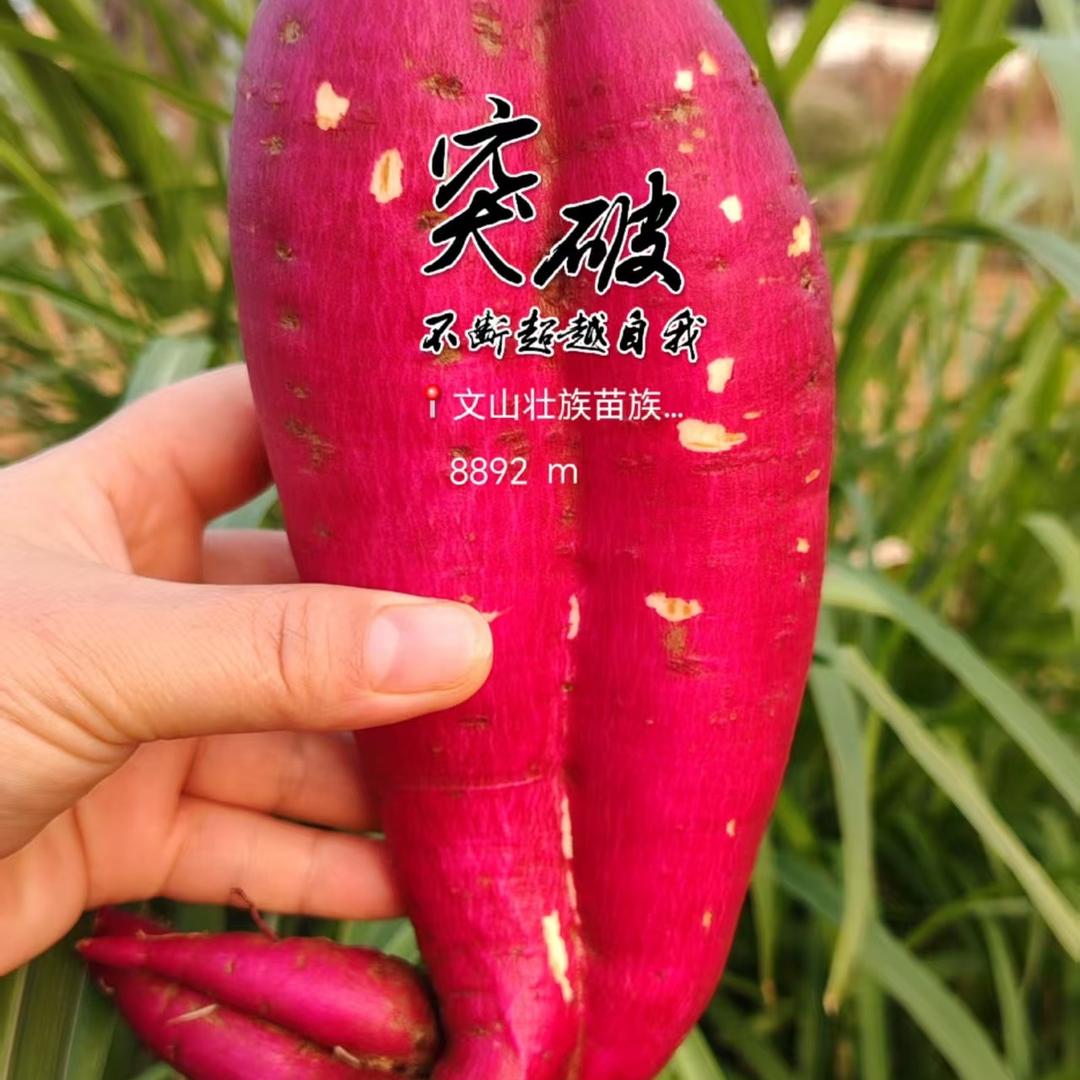 三锅搞农业