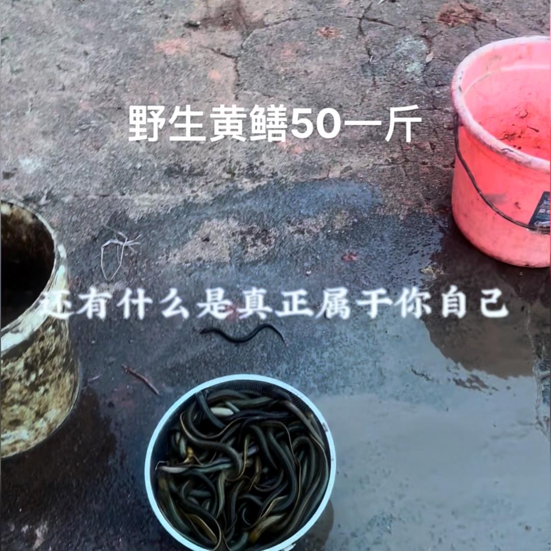 野生黄鳝散养土鸡出售