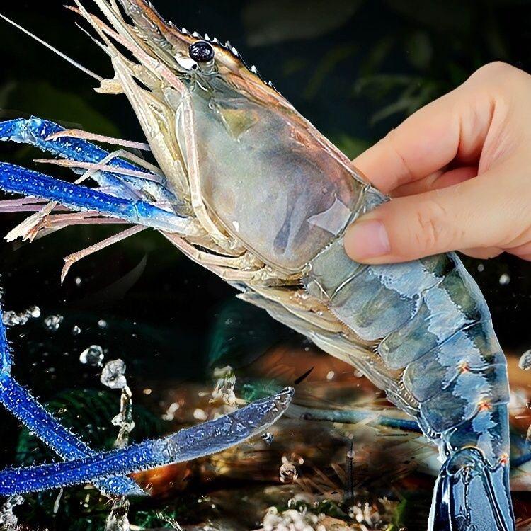 蒸渡