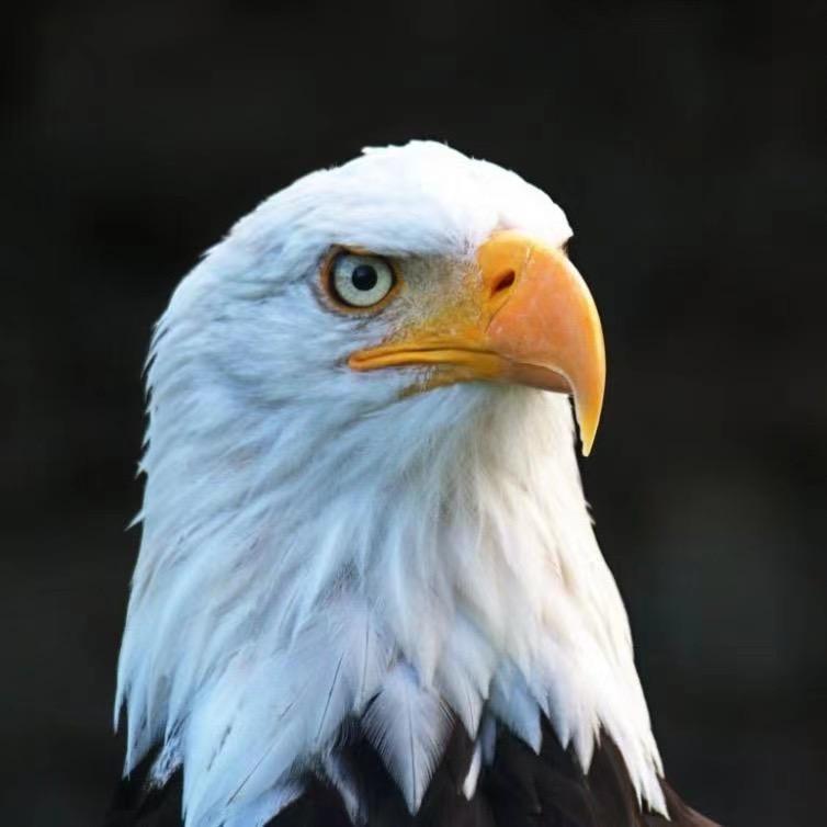 老鹰🦅